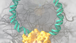 Model of Cre recombinase excising a DNA fragment from the genome of a cell